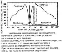 Распределение палочек и колбочек