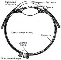 Строение глаза