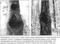 Повреждения деревьев